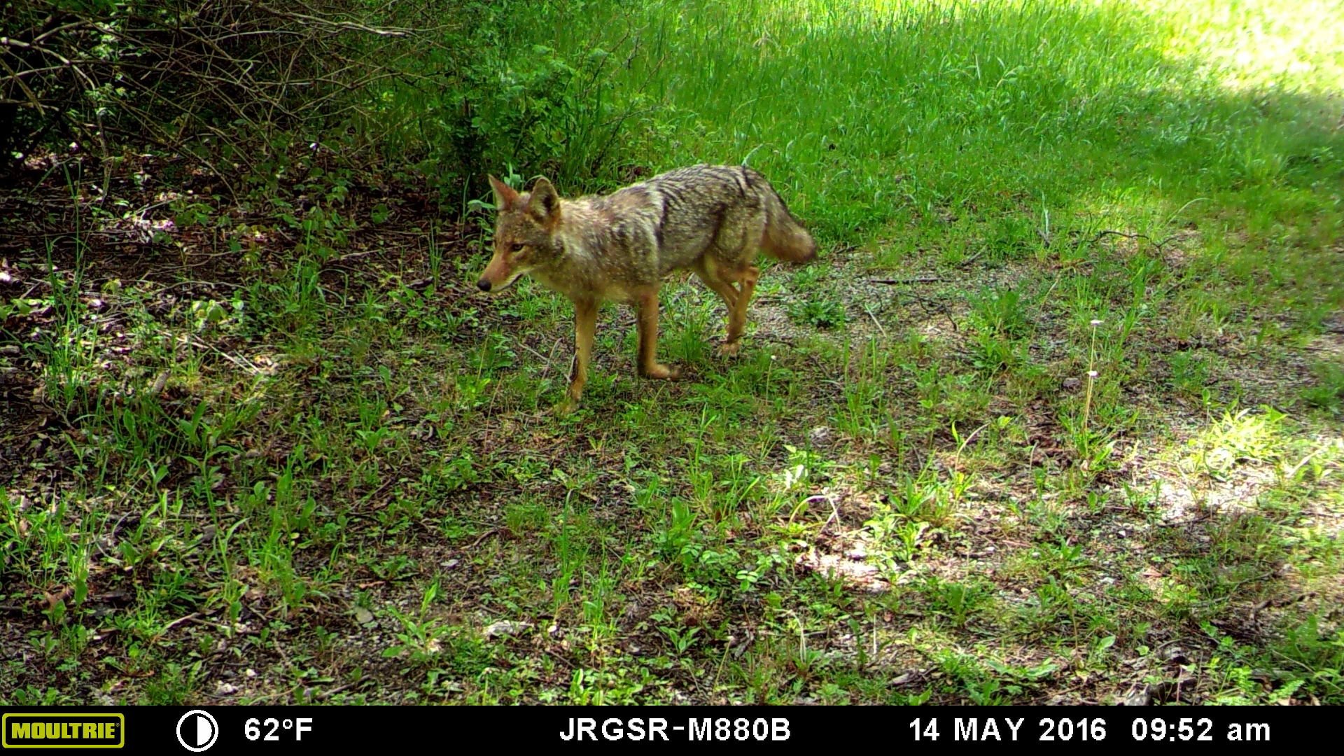 Coyotes in New Jersey: Imported or 
