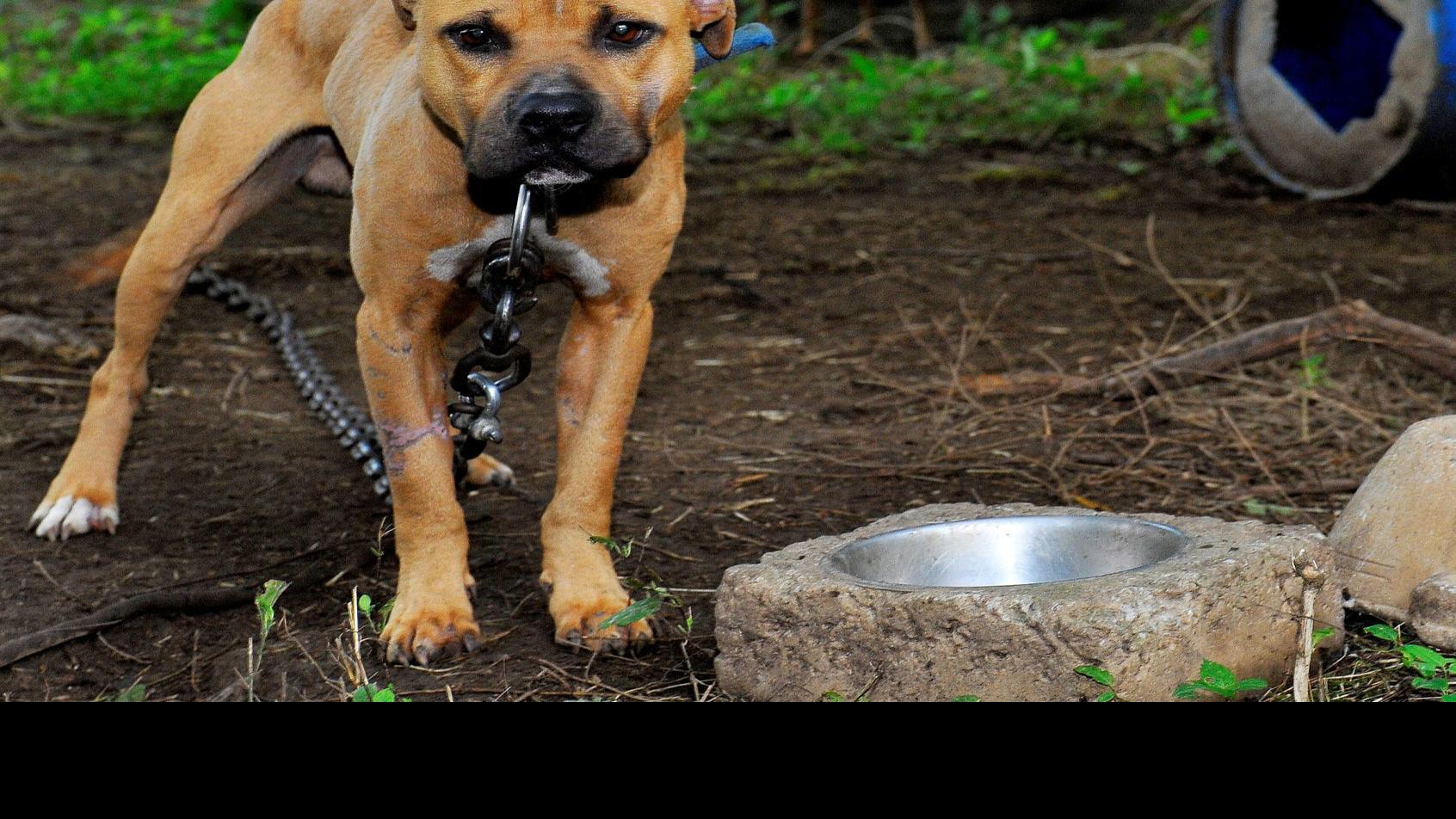 Cumberland County Men Sentenced To Prison For Roles In Dog Fighting Ring Latest Headlines Pressofatlanticcity Com