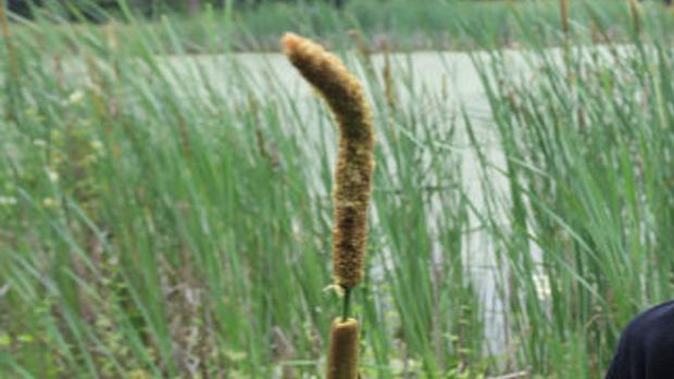 Hamilton Township Students Use Cattails To Study Erosion Latest Headlines Pressofatlanticcity Com