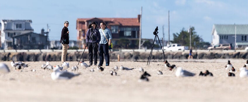 Stockton Interns Help The Wetlands Institute Study Marsh-Nesting Shorebirds