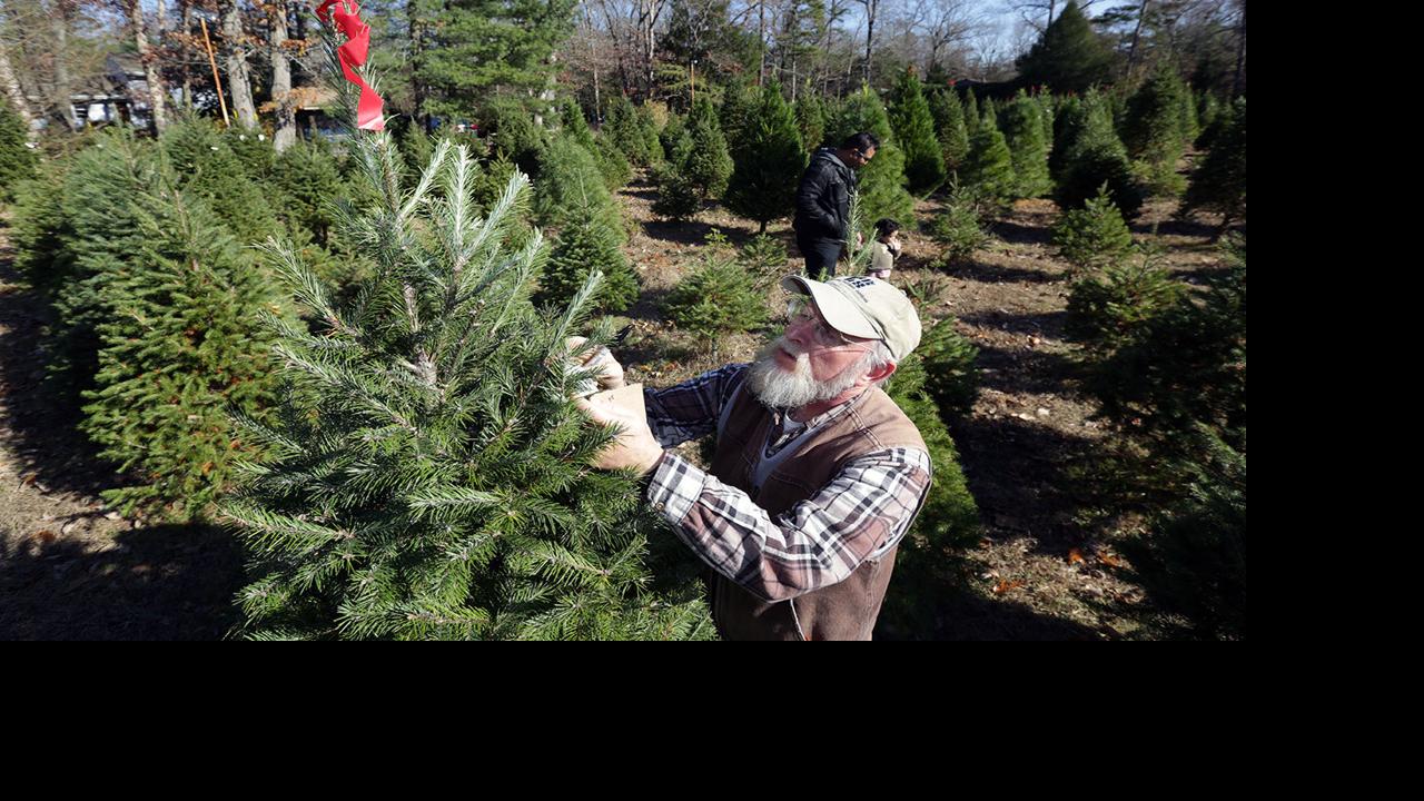 Recent Rains Mean Better Trees For Christmas Latest Headlines Pressofatlanticcity Com