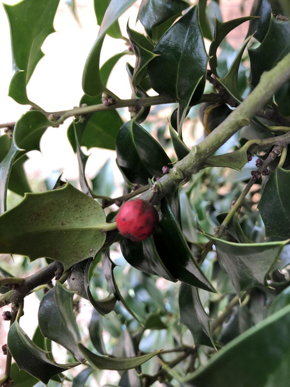 Care Fungicide And Help With Holly Leaf Spot Cultivating Thoughts Brigantine Pressofatlanticcity Com