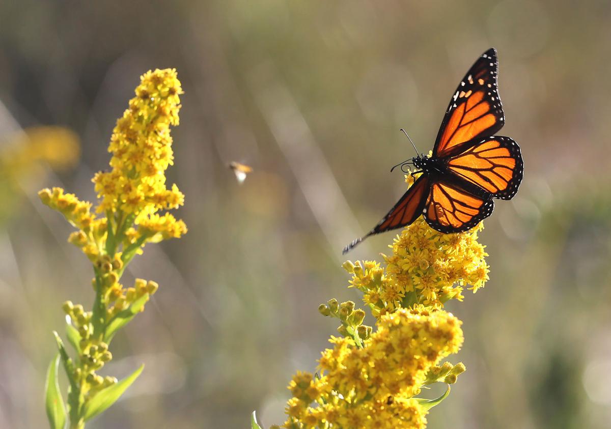 Monarch Butterfly