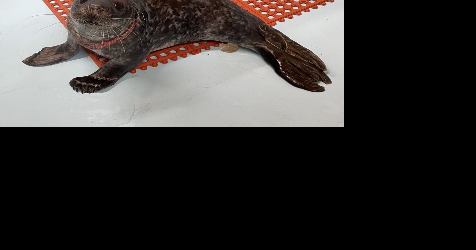 Stranding Center rescues seal pup caught in net