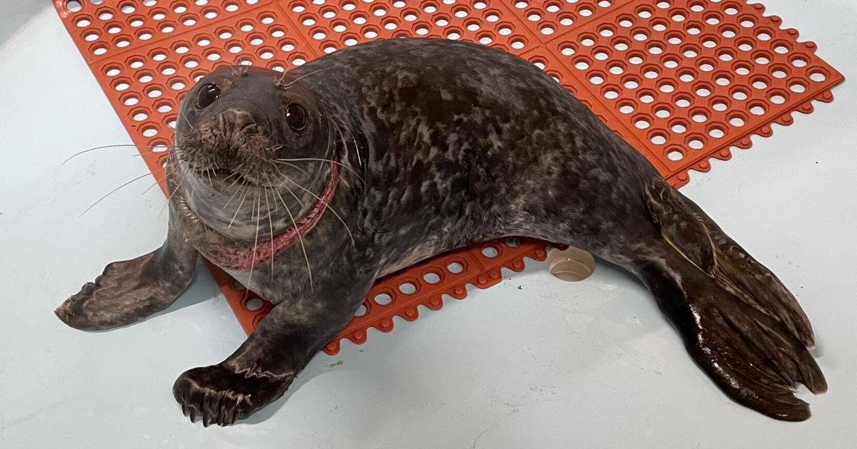 Stranding Center rescues seal pup caught in net