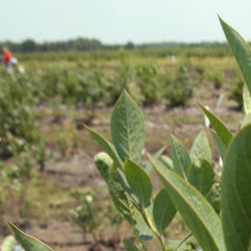 Blueberry Farmers Share Latest Pest Control Strategies In Hammonton Local News Pressofatlanticcity Com