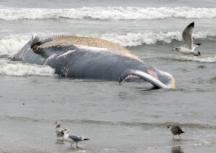 Beached Whale