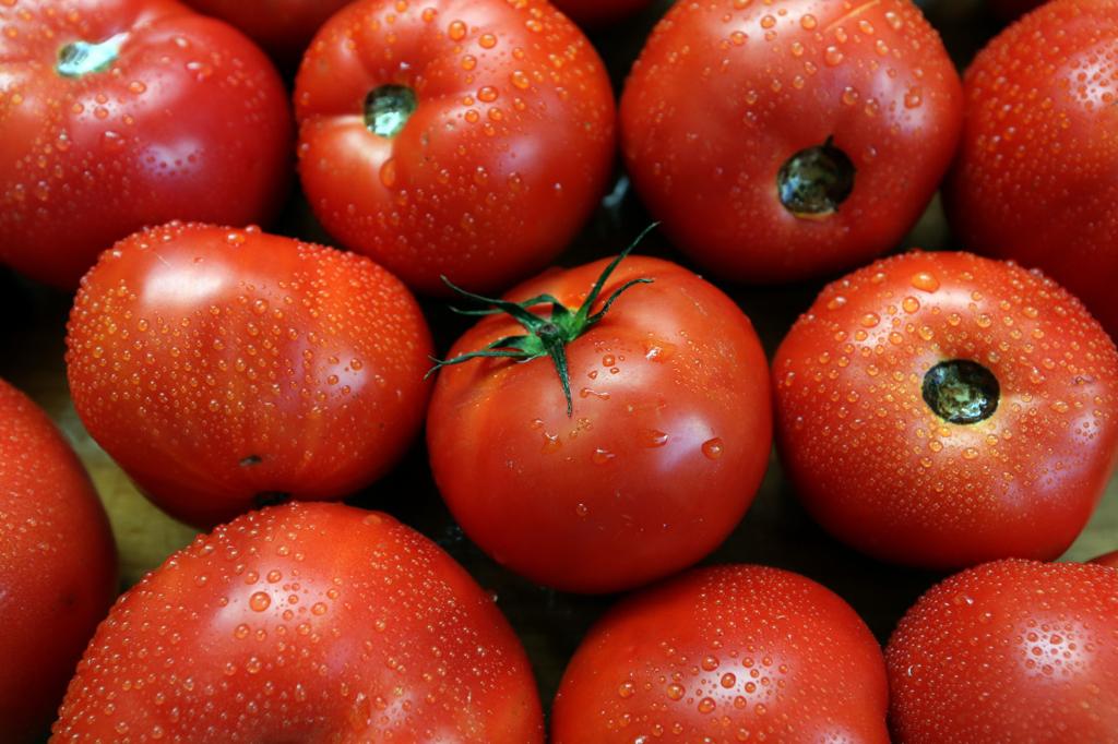 Harsher Climate A Challenge To New Jersey Tomato Farmers Here S