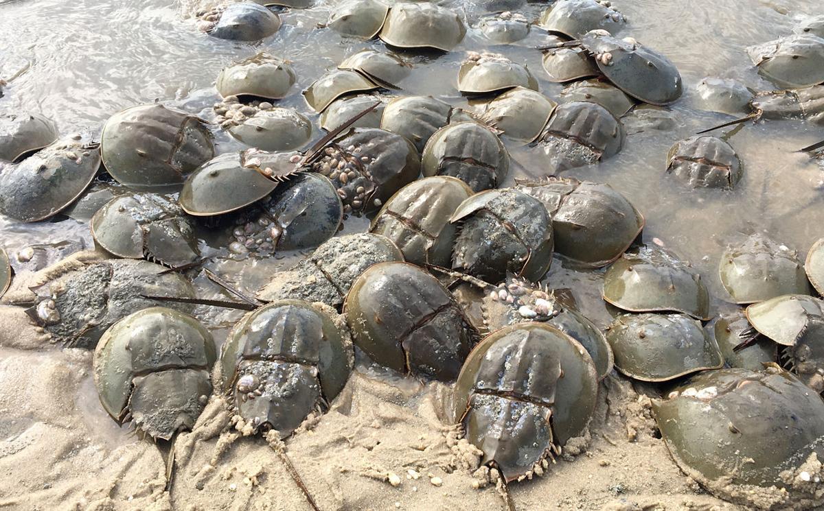 Red Knots Shore Birds Horseshoe Crabs