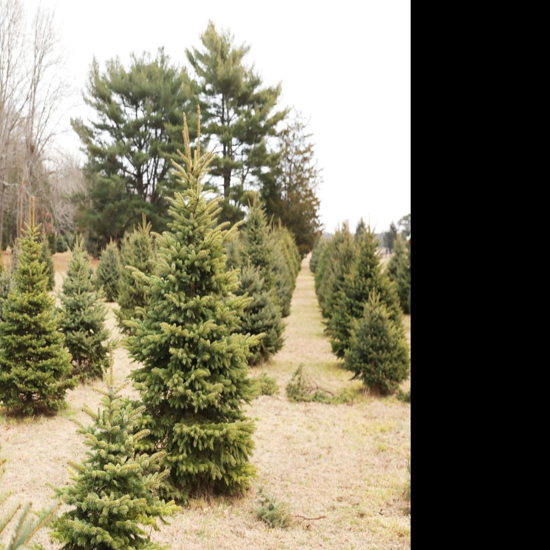 Brigantine Using Christmas Trees For Diy Dunes Latest Headlines Pressofatlanticcity Com