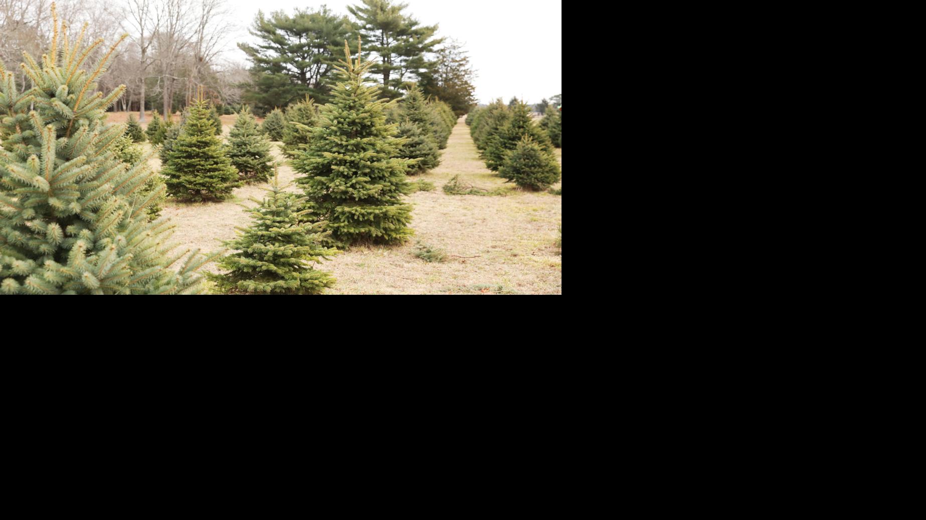 Brigantine Using Christmas Trees For Diy Dunes Latest Headlines Pressofatlanticcity Com