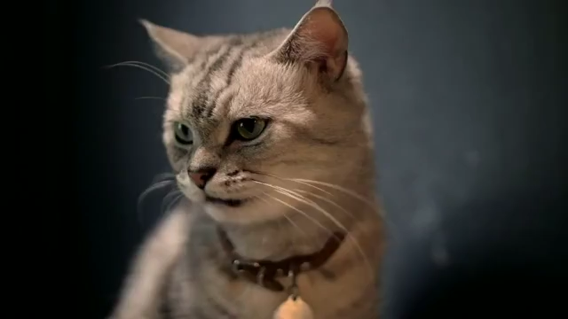 Finnish Zoo Celebrates Arrival Of Adorable Pallas's Cat Kitten