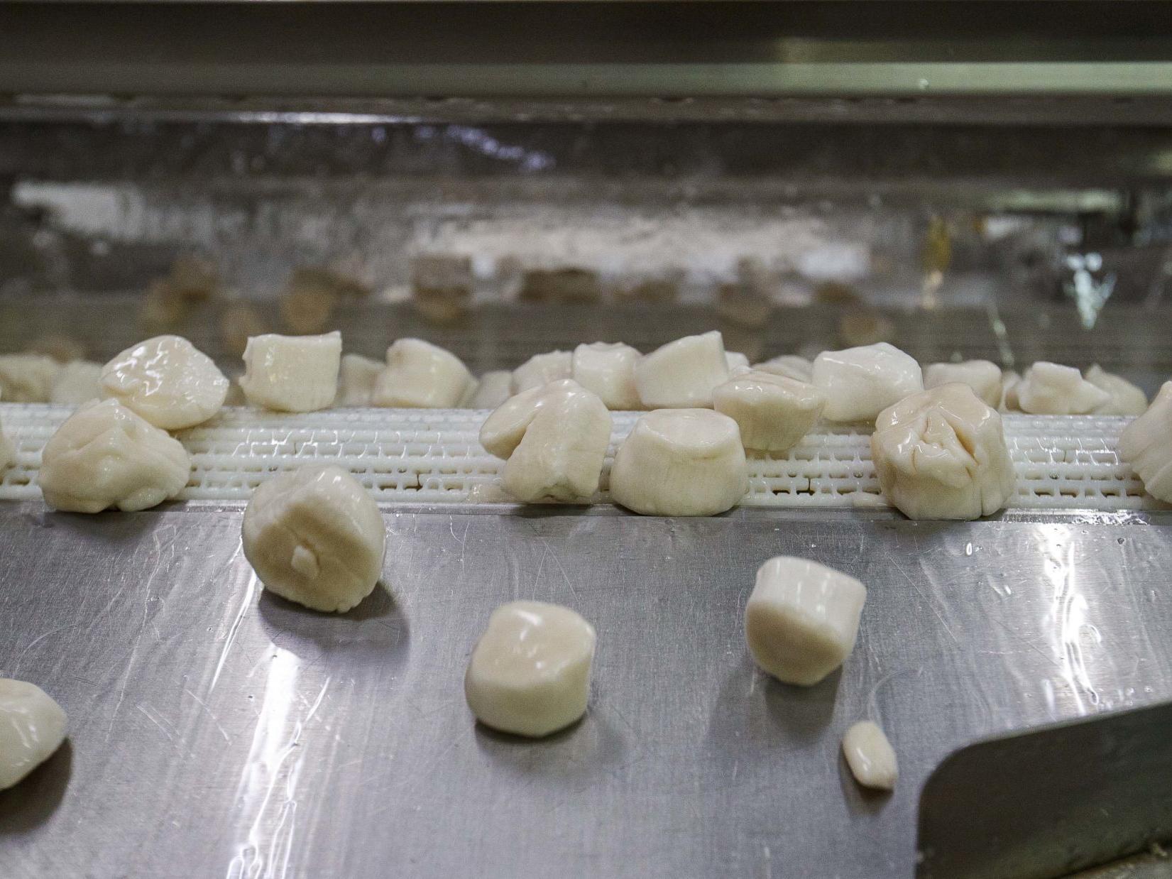 Scallops Are Tasty But They Will Cost You This Summer Lifestyles Pressofatlanticcity Com Scallops Are Tasty But They Will Cost You This Summer Lifestyles Pressofatlanticcity Com