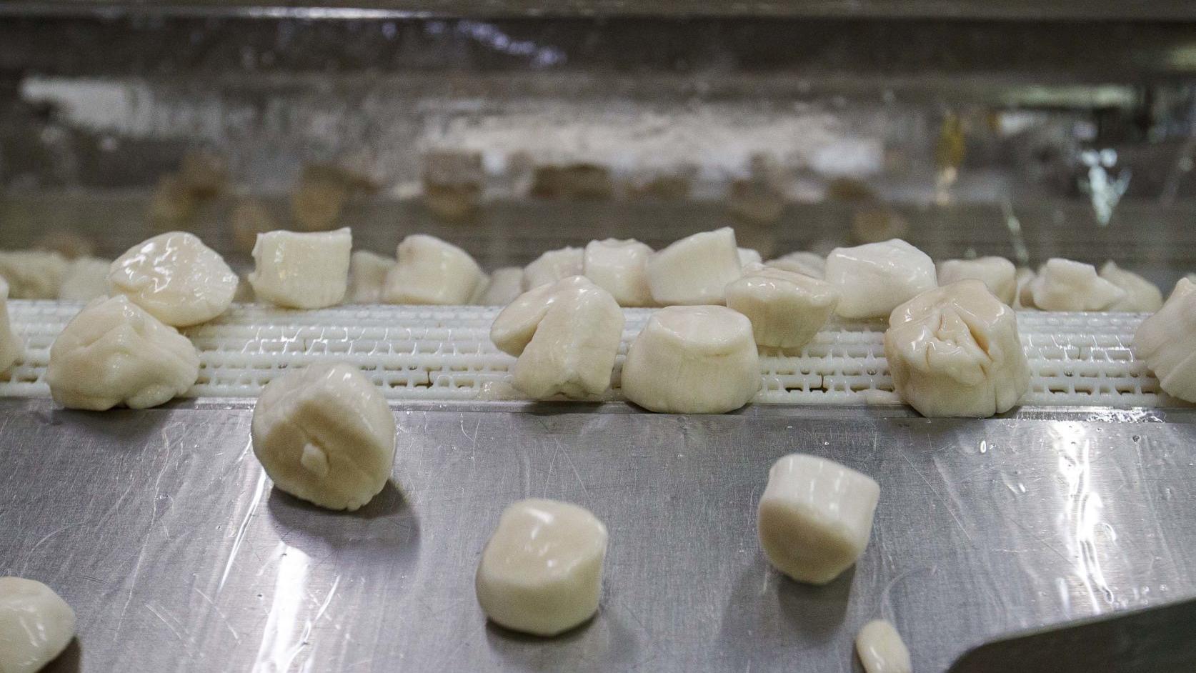 Scallops Are Tasty But They Will Cost You This Summer Lifestyles Pressofatlanticcity Com Scallops Are Tasty But They Will Cost You This Summer Lifestyles Pressofatlanticcity Com