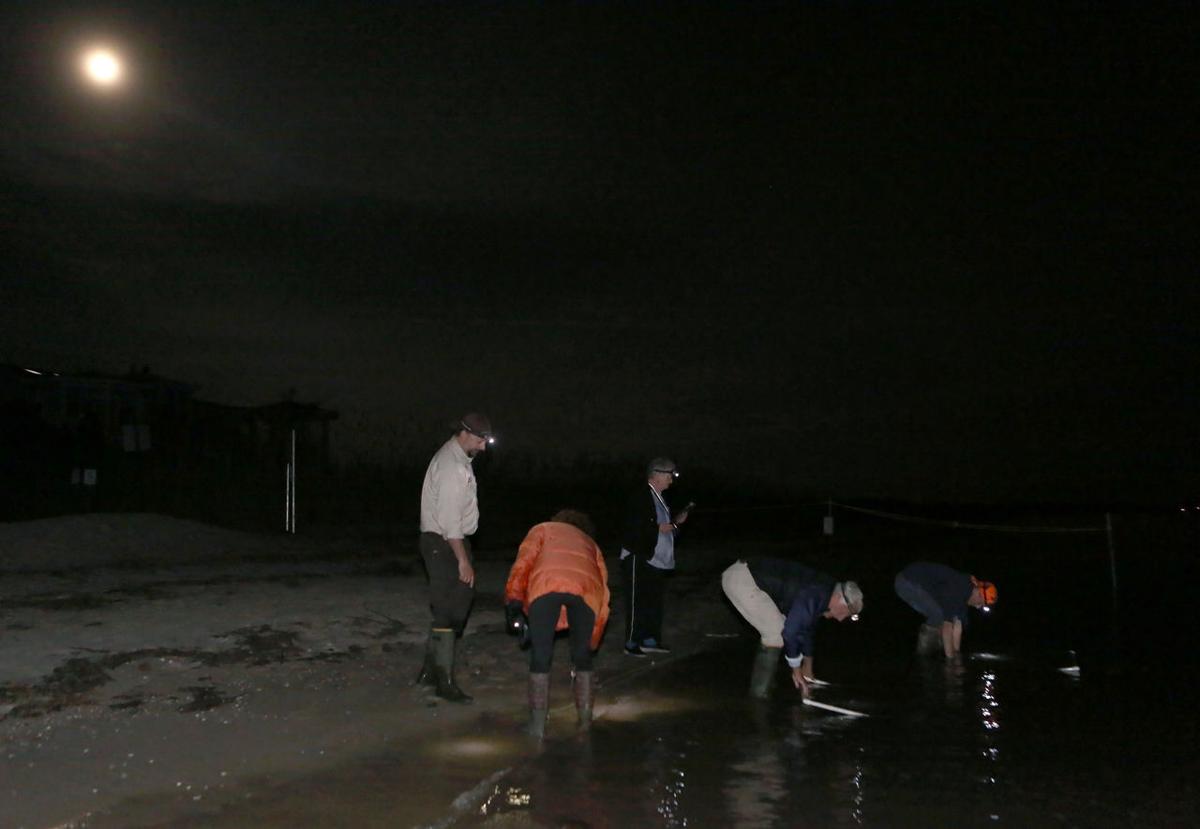 Horseshoe Crabs