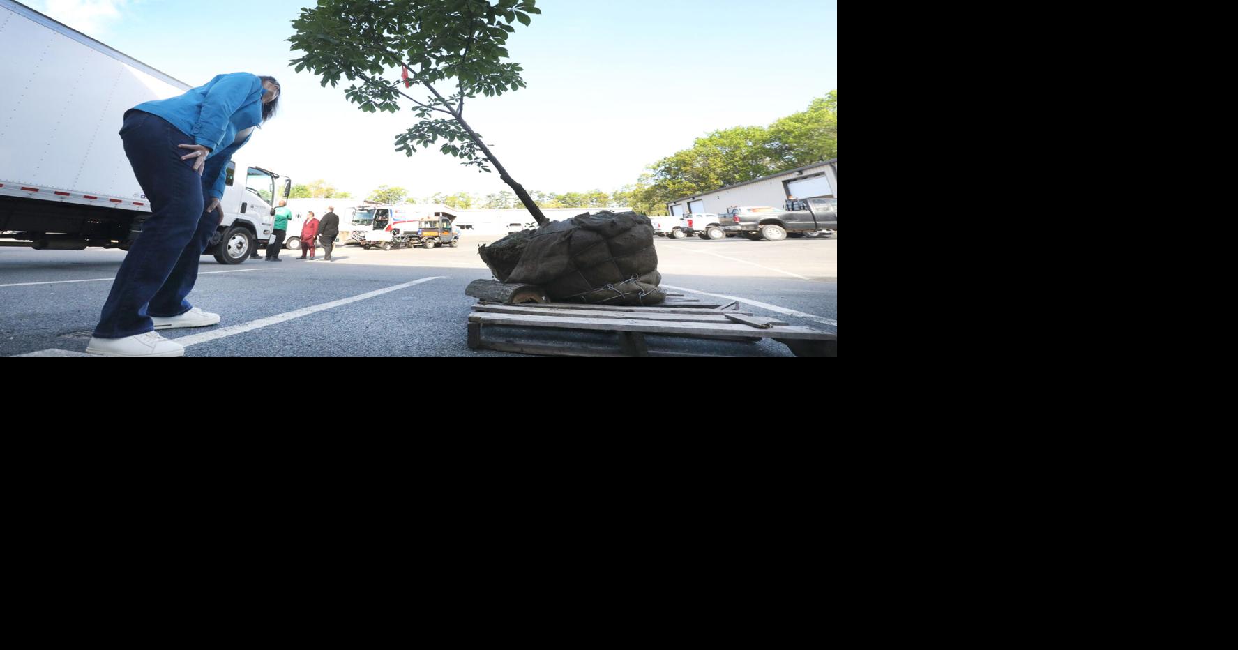 GALLERY: Sapling from Anne Frank's tree delivered to Stockton