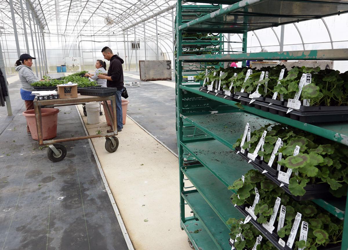 Greenhouses Nurseries Stretch N J S Growing Season Income Money Nurseries