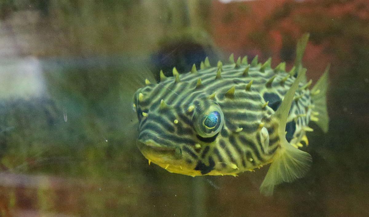 NJ Nature Animal Rescue