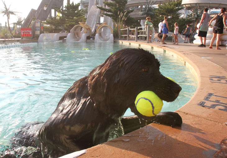 Water Dogs