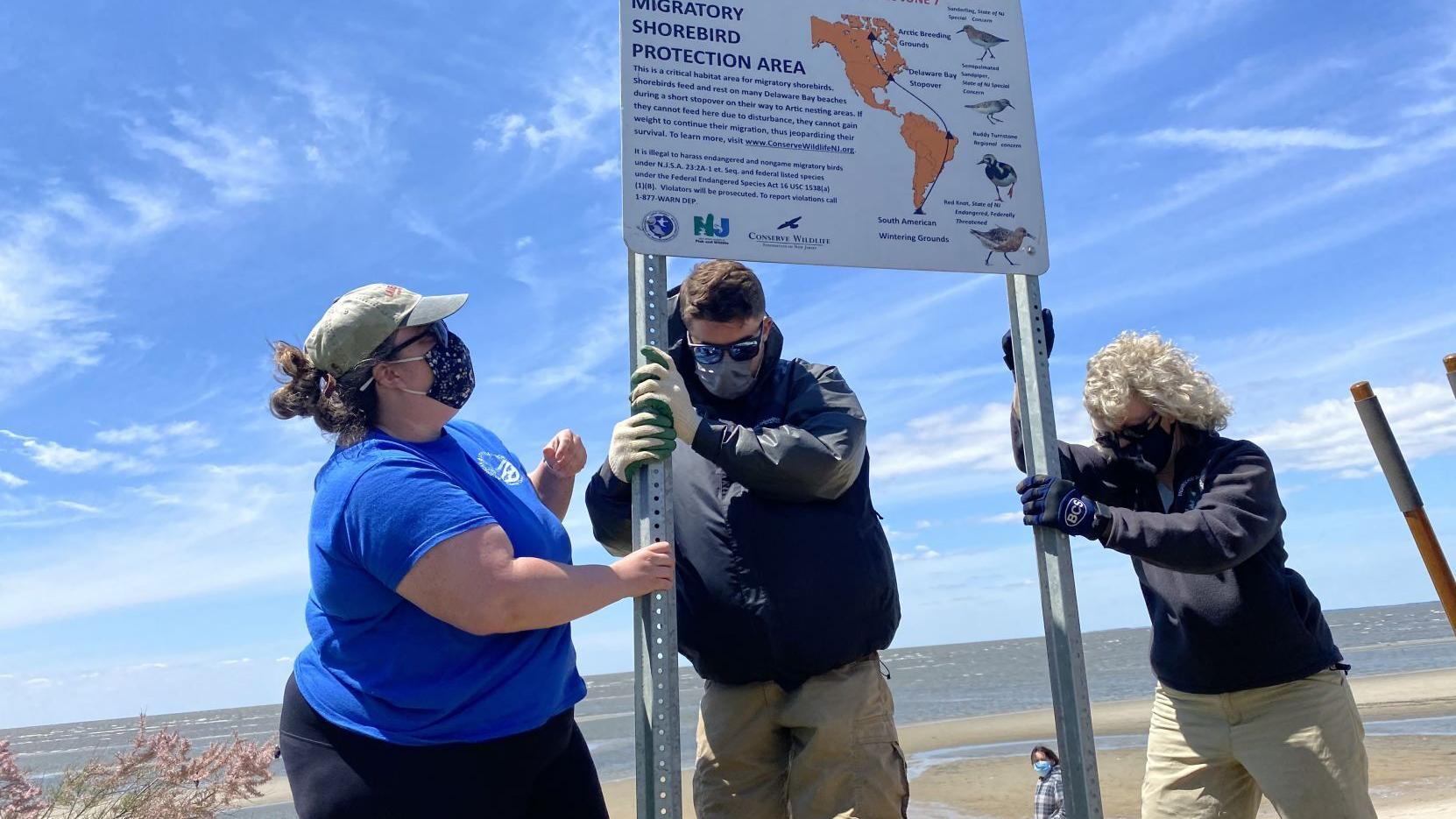 Our view: Horseshoe crabs, phenomenal shorebirds helped by allies in South Jersey