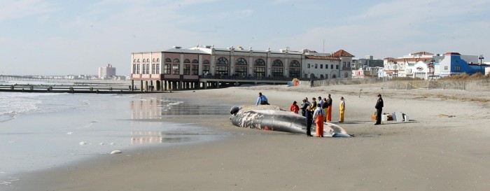 Beached Whale Day Two