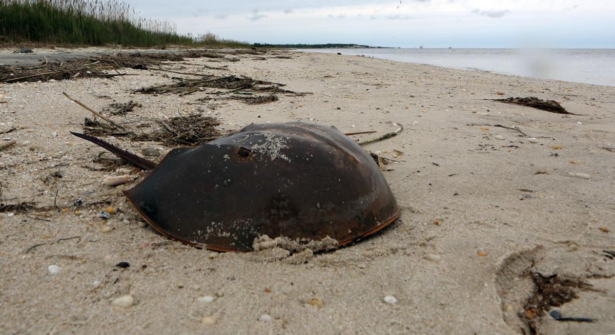 Horseshoe Crabs