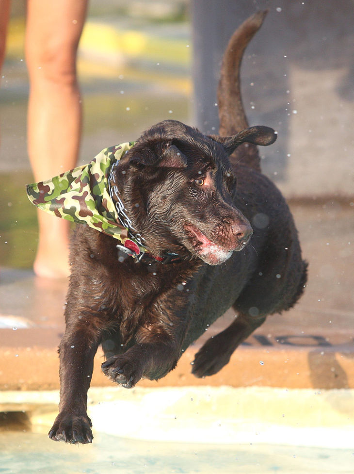 Water Dogs