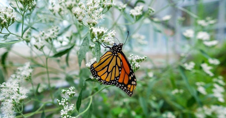 Renovated Greenhouse Now Home to Butterfly Habitat Created to Give Endangered Species Safe Space to Thrive
