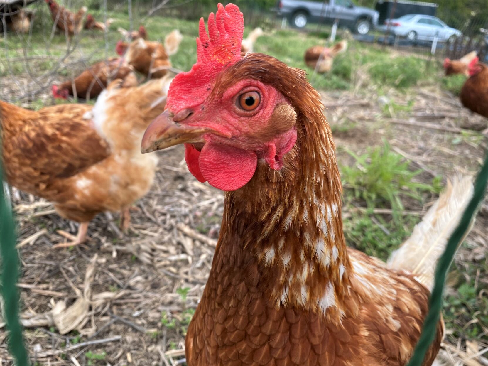 Chickens for sale hot sale sussex county nj