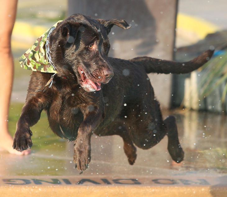 Water Dogs
