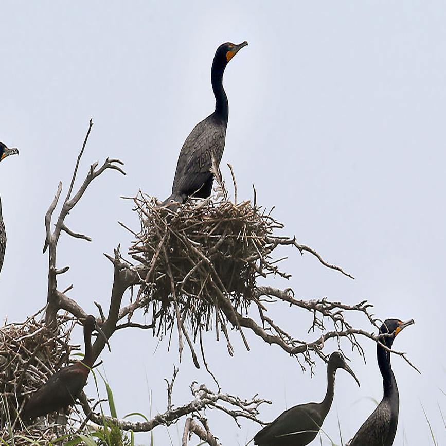 These Birds Are Taking Over A Stone Harbor Marsh And Nj Biologists Are Worried Latest Headlines Pressofatlanticcity Com