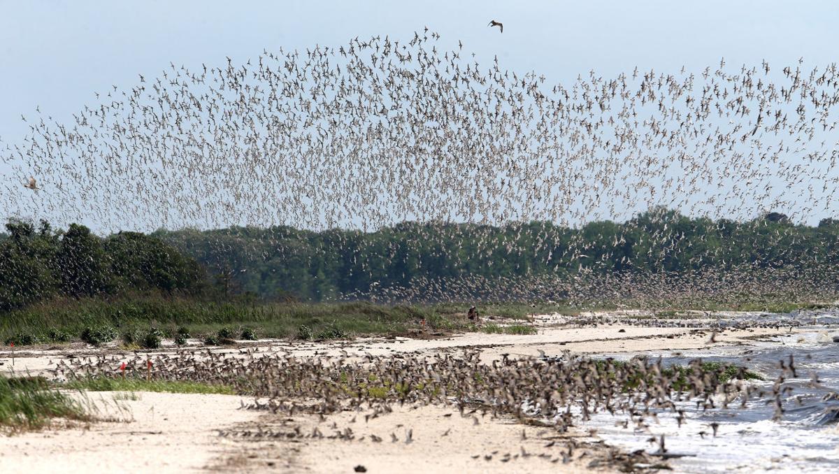 Shore Bird Red Knot Migration Count