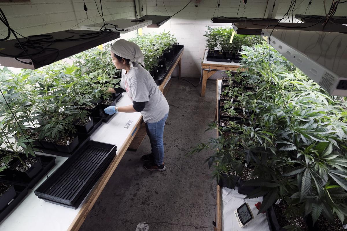 California Marijuana