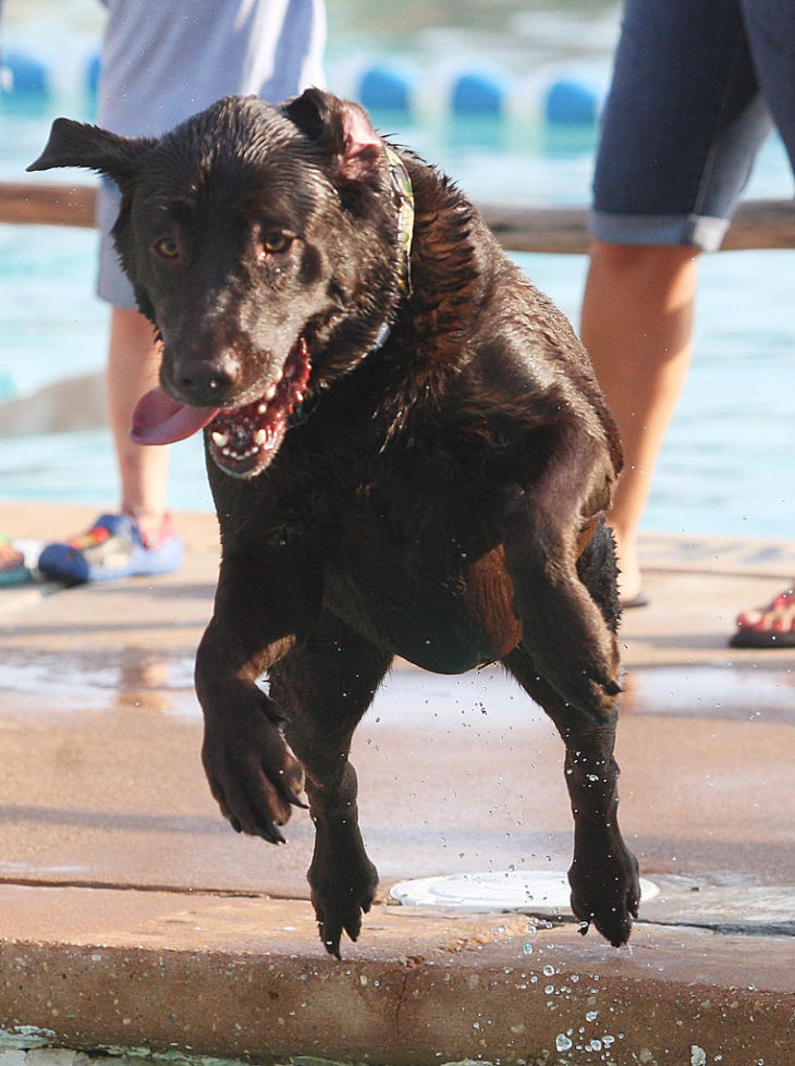 Water Dogs