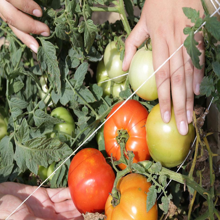 New Jersey Tomato Gets Boost From Rutgers News