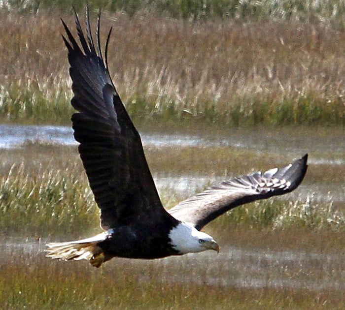 Bald eagles continue recovery in New Jersey