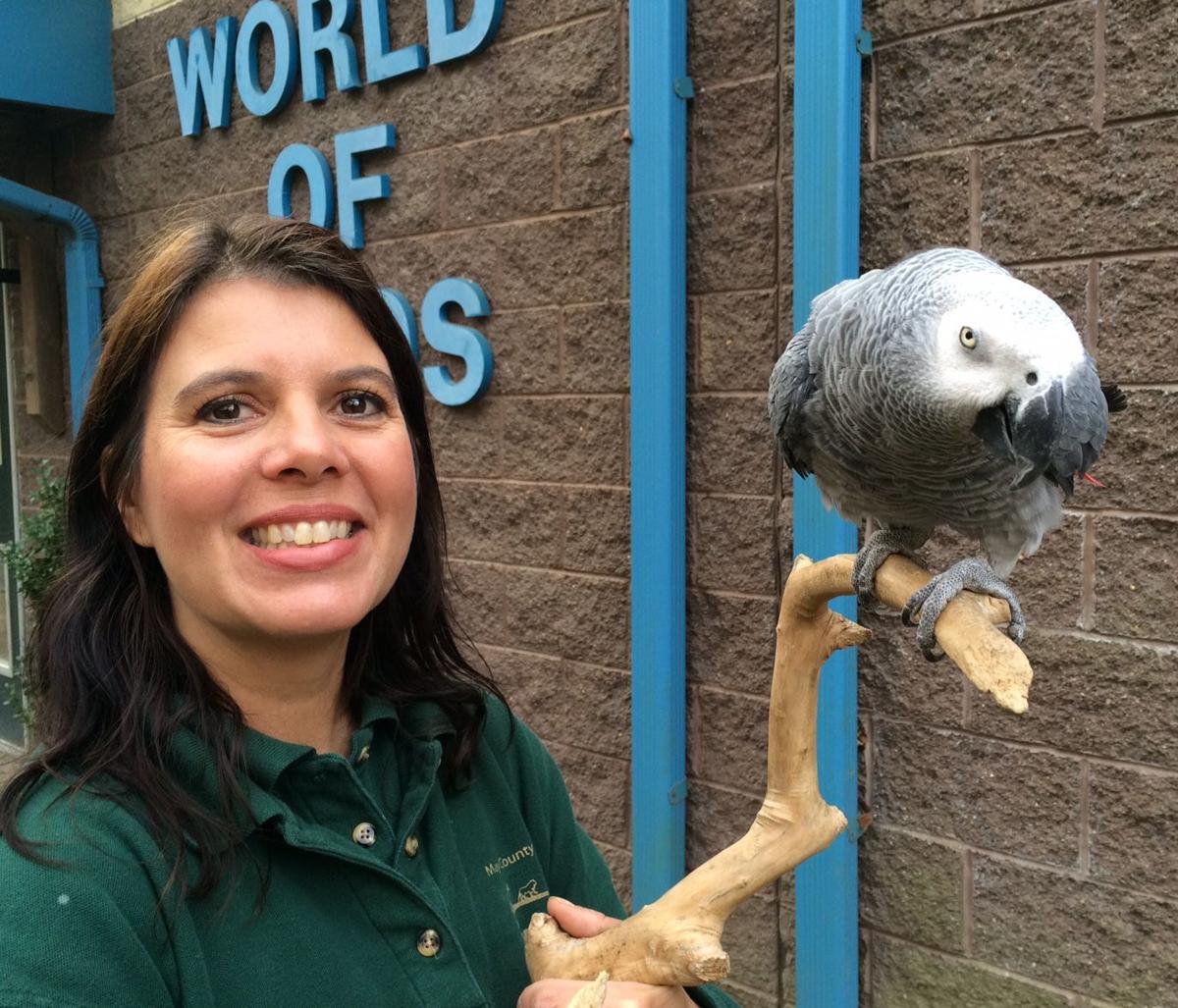 Stolen zoo parrot found. But the big mystery remains-who took him ...