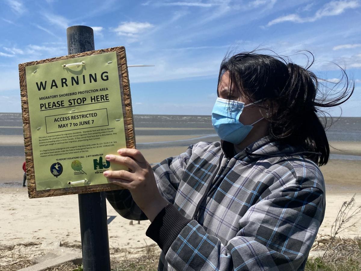 horseshoe crabs (5).jpg