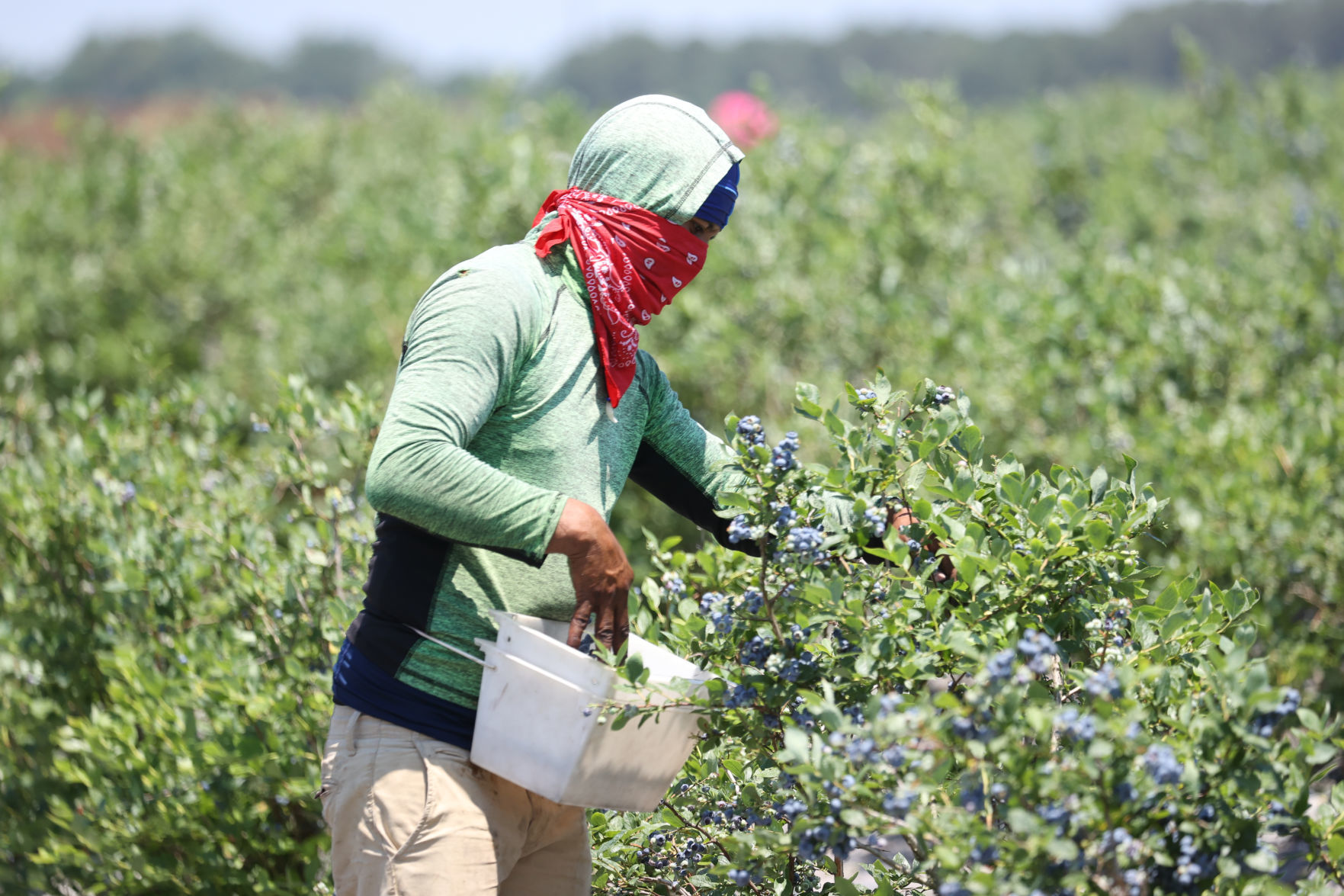 What steps are Blueberry farms taking to prevent the spread of