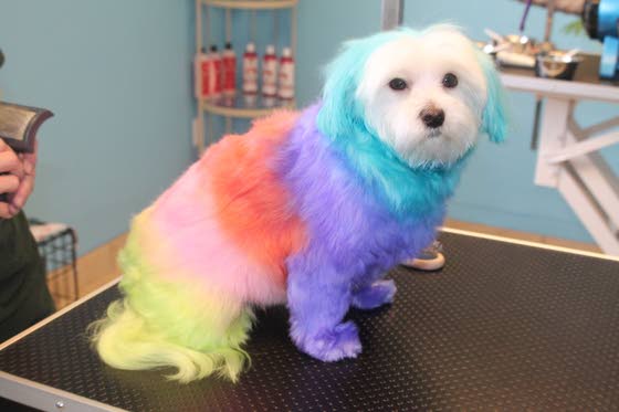 Dog 2024 hair feathers