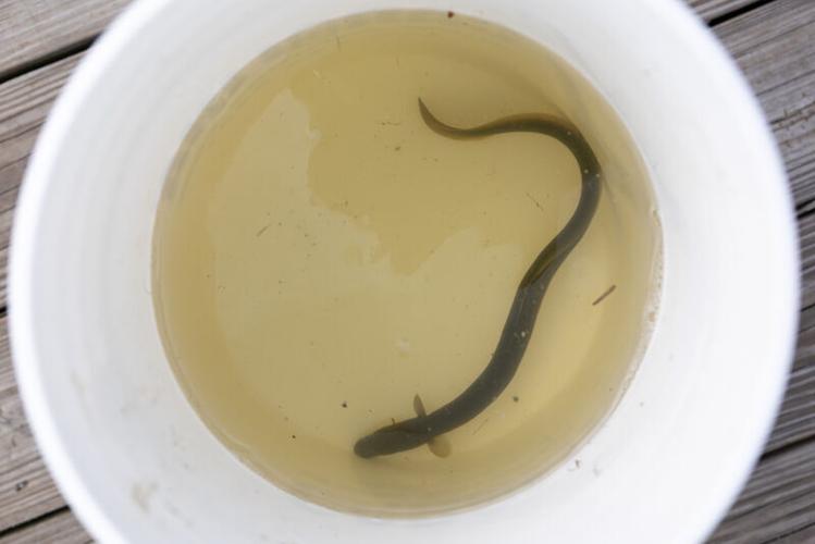 Fish Monitoring Study Gives Students Data to Explore
