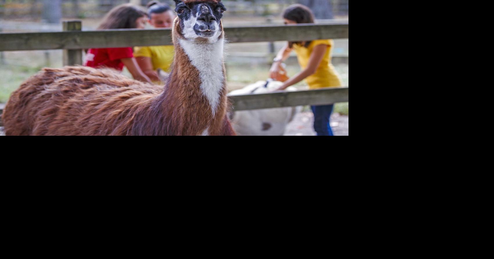 Funny Farm Rescue & Sanctuary