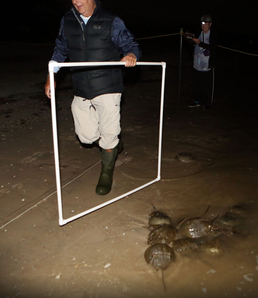 Horseshoe Crabs