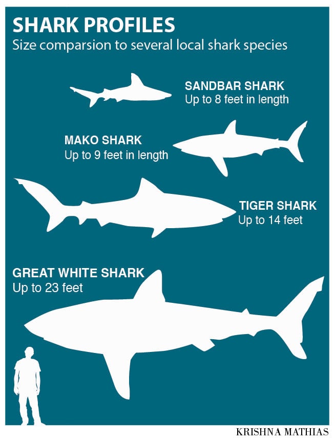 Mako Shark Weight Chart