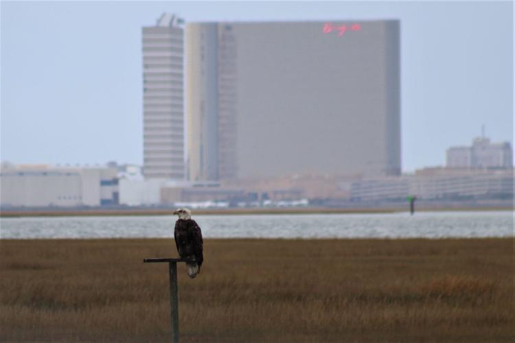 Bald eagle recovery continues, state report finds