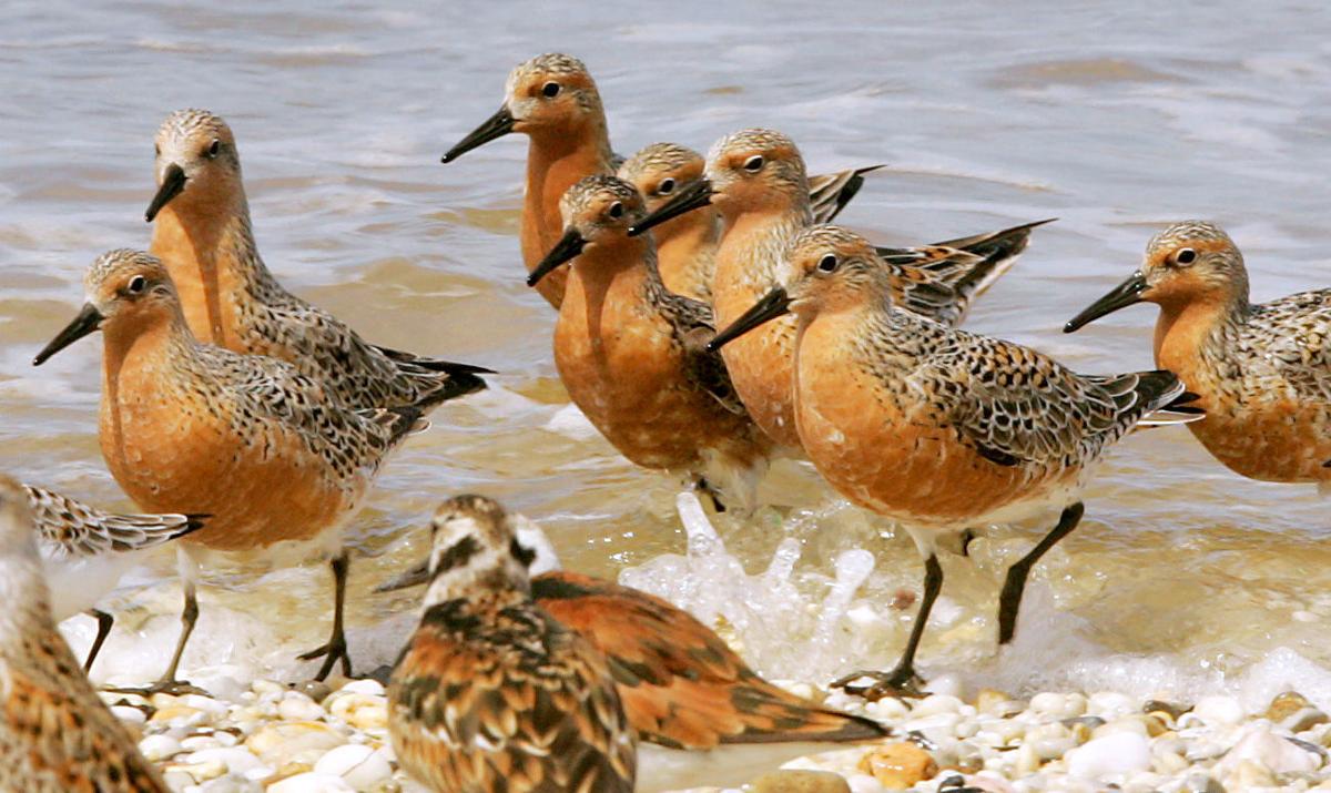 Red knot population down in wintering grounds Latest Headlines