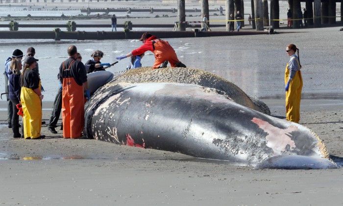 Beached Whale