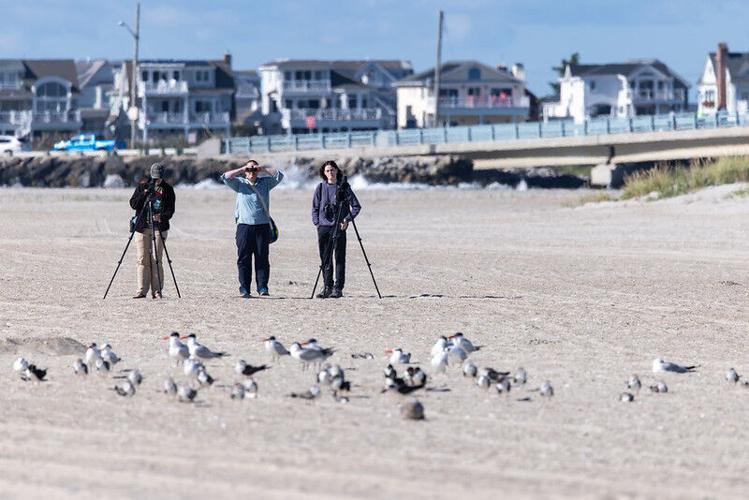 Stockton Interns Help The Wetlands Institute Study Marsh-Nesting Shorebirds