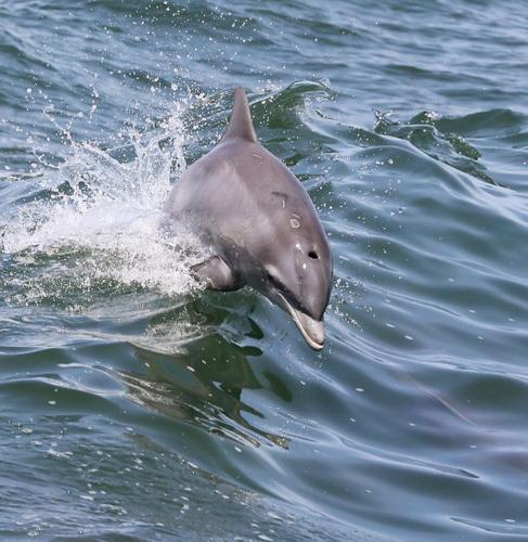 Dolphins Archives - Feeding South Florida®