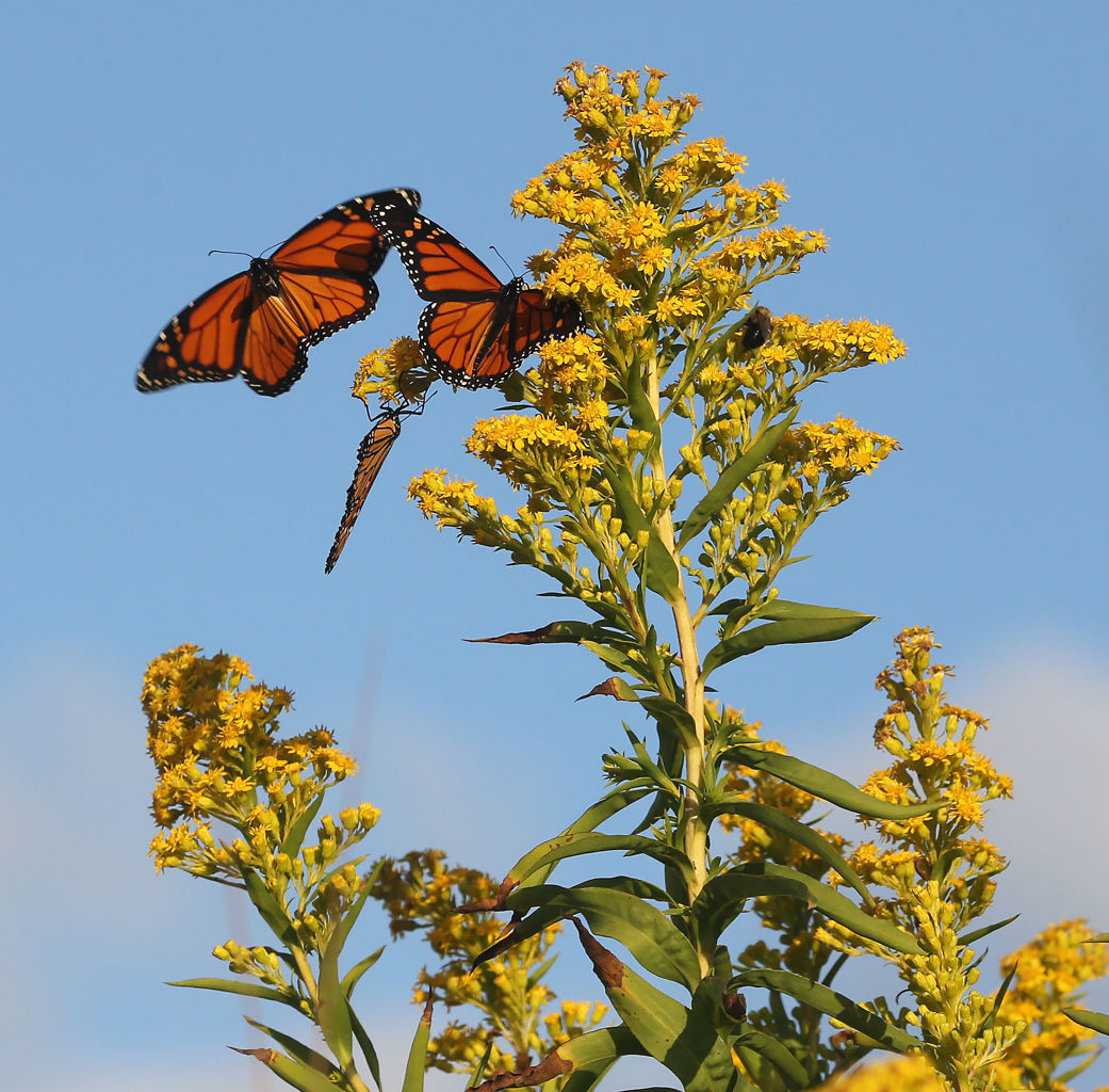Monarch Butterfly